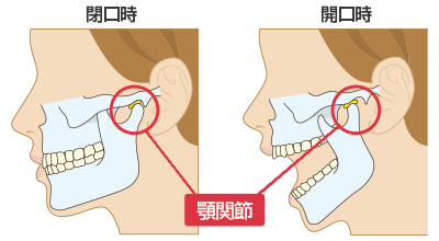 顎関節構造